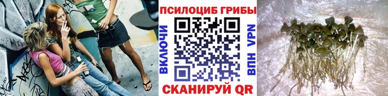 Купить где  Минеральные Воды  Псилоцибиновые грибы Cubensis 